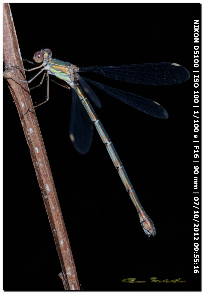 Lestes viridis ♀