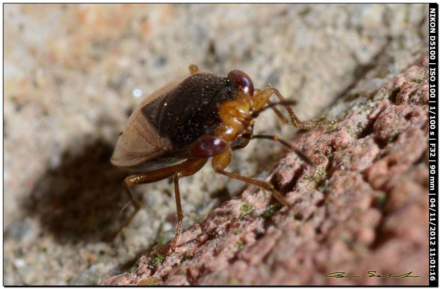 Lygaeidae: Geocoris megacephalus della Sardegna (SS)