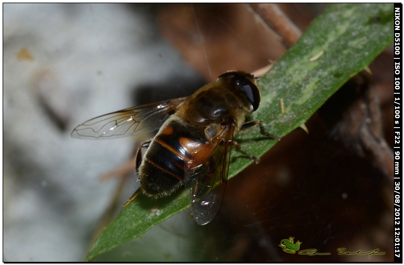 Eristalis tenax