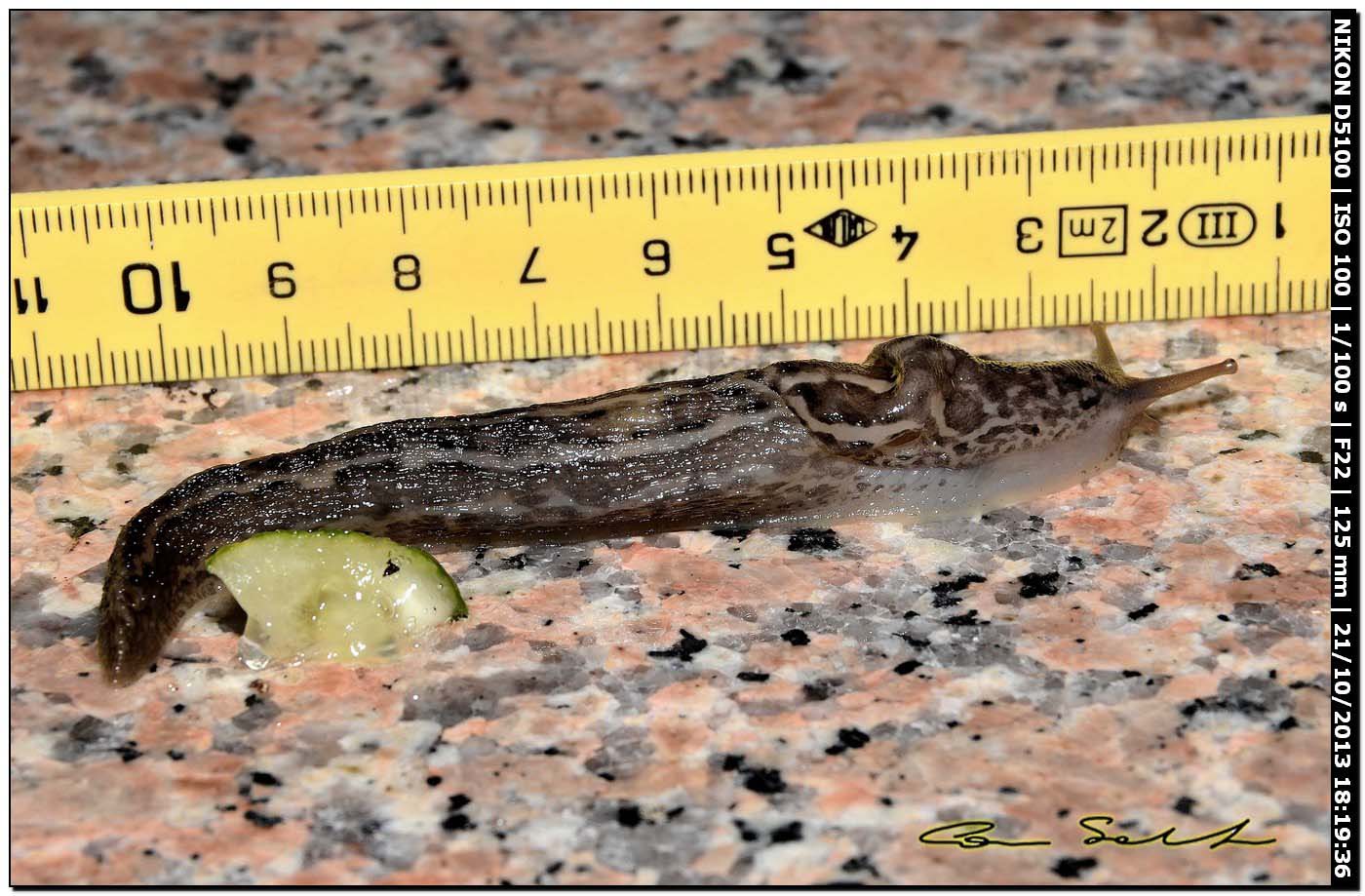 Limax maximus (?) della Sardegna (Bosa/OR)