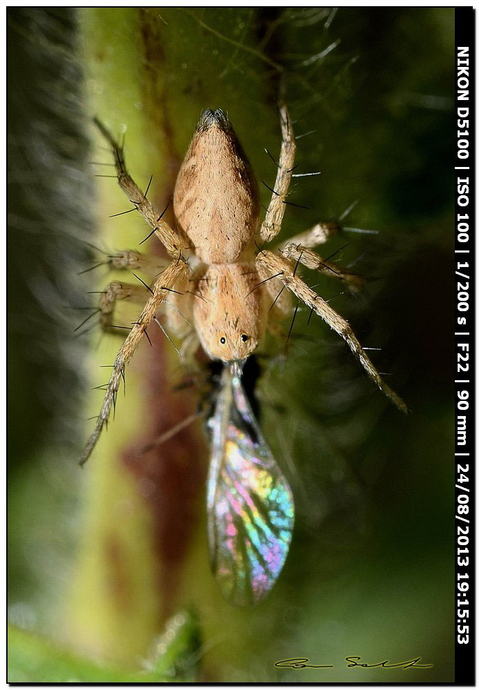 Oxyopes cf. heterophthalmus - Alghero (SS)