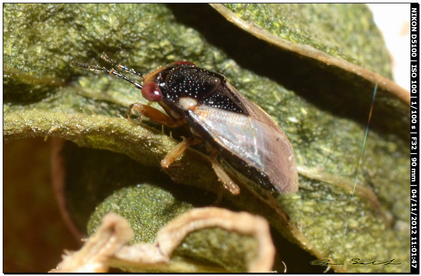 Lygaeidae: Geocoris megacephalus della Sardegna (SS)