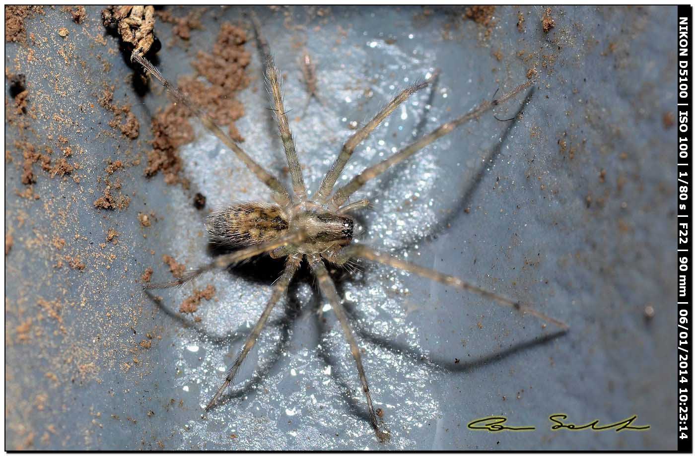 Tegenaria sp. - Alghero (SS)