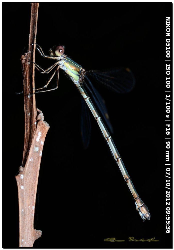 Lestes viridis ♀