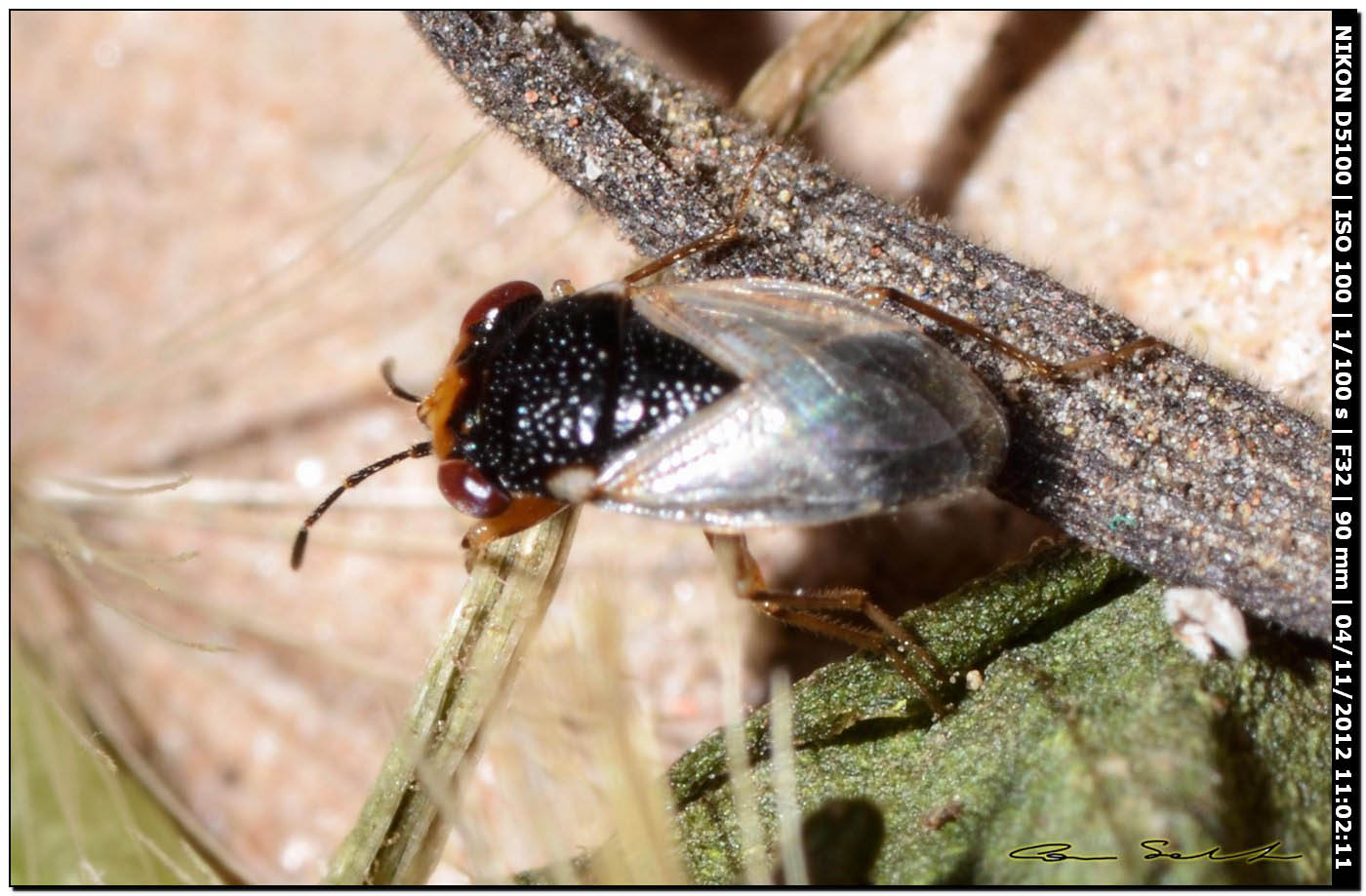 Lygaeidae: Geocoris megacephalus della Sardegna (SS)