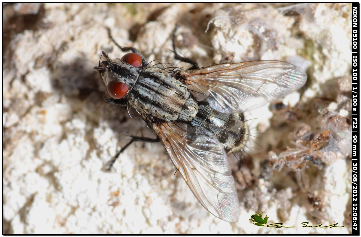 Sarcophagidae 2?