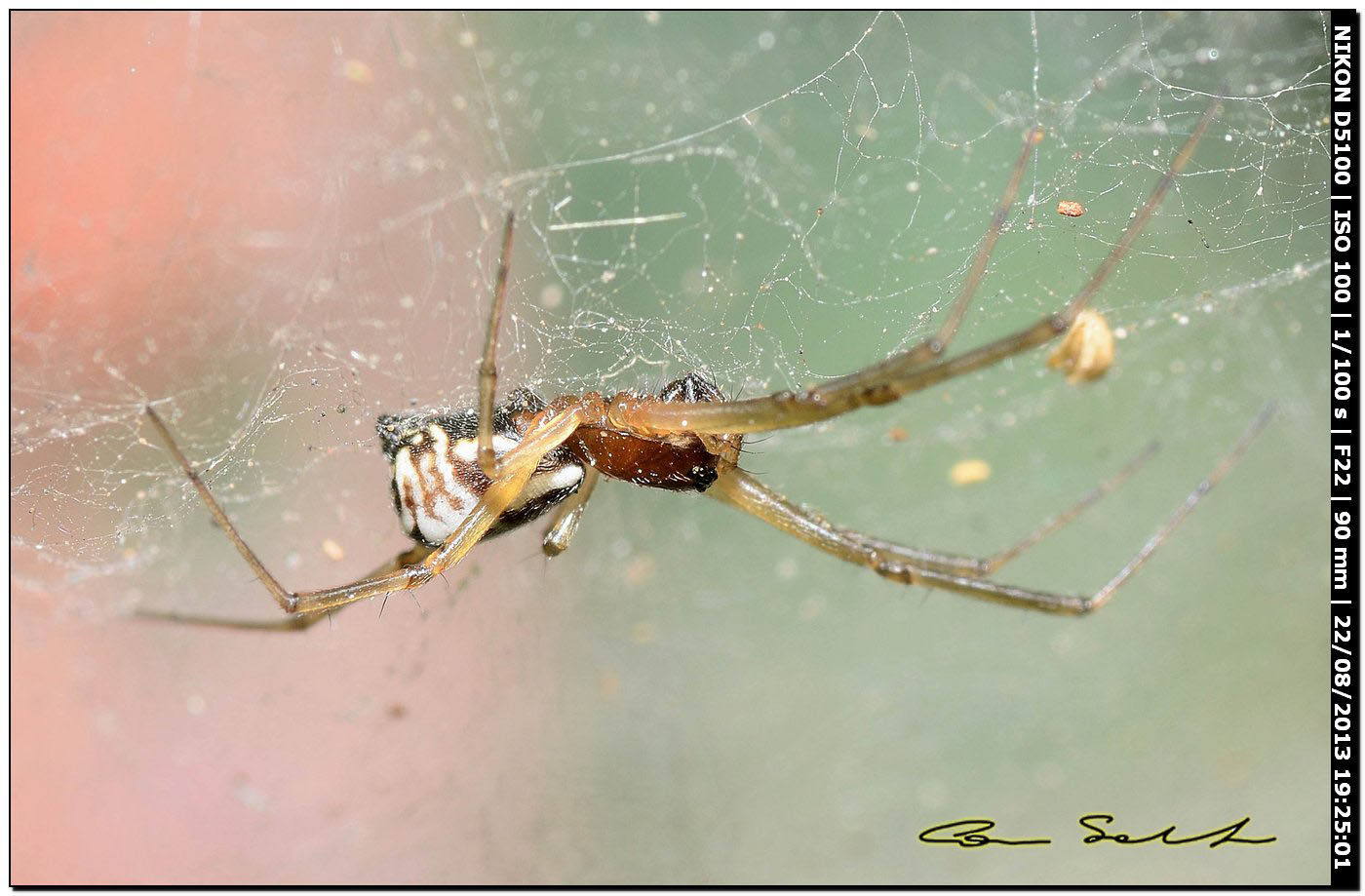 Frontinellina frutetorum - Alghero (SS)