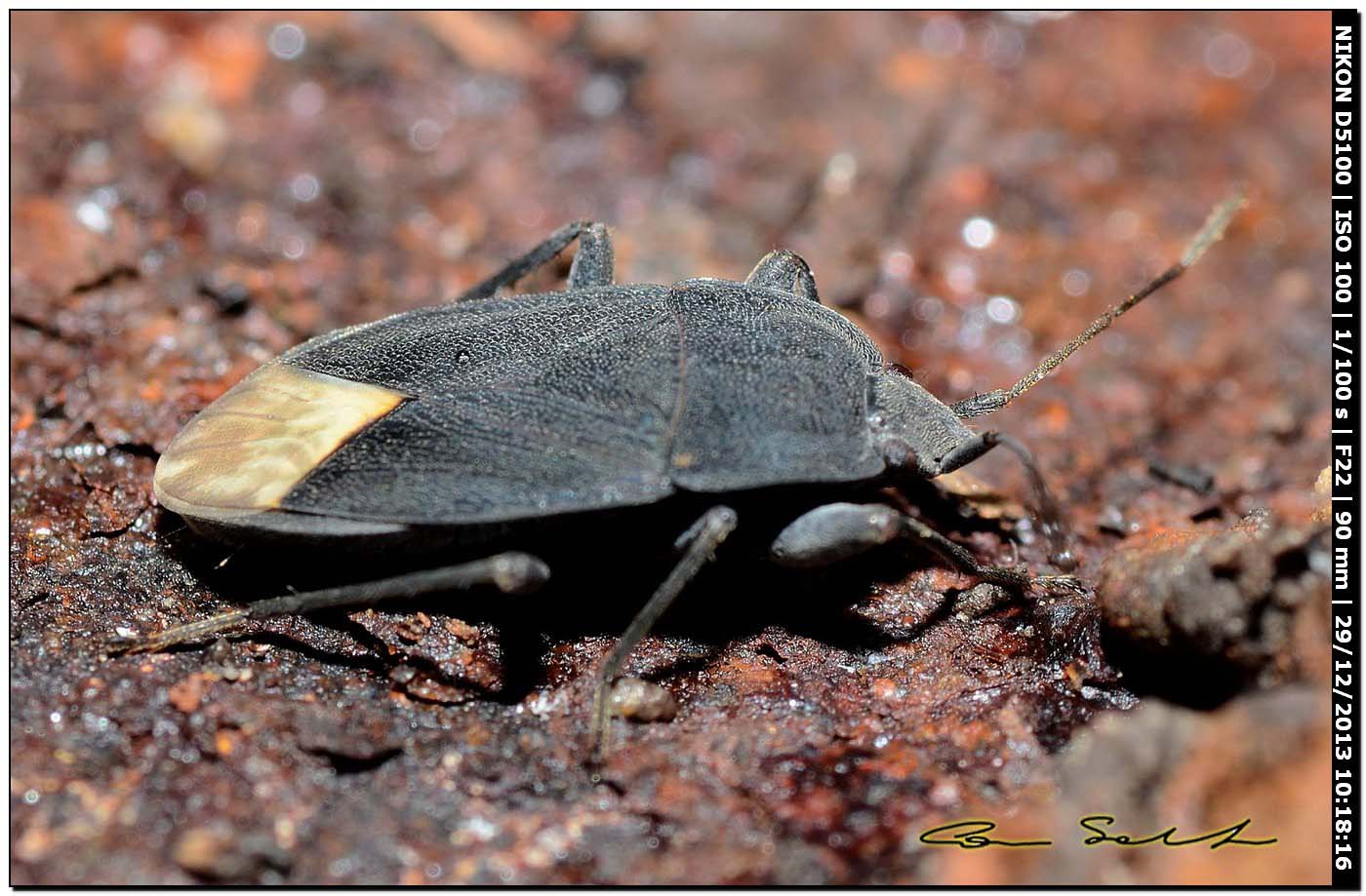 Lygaeidae, Microtomideus carbonarius della Sardegna (SS)