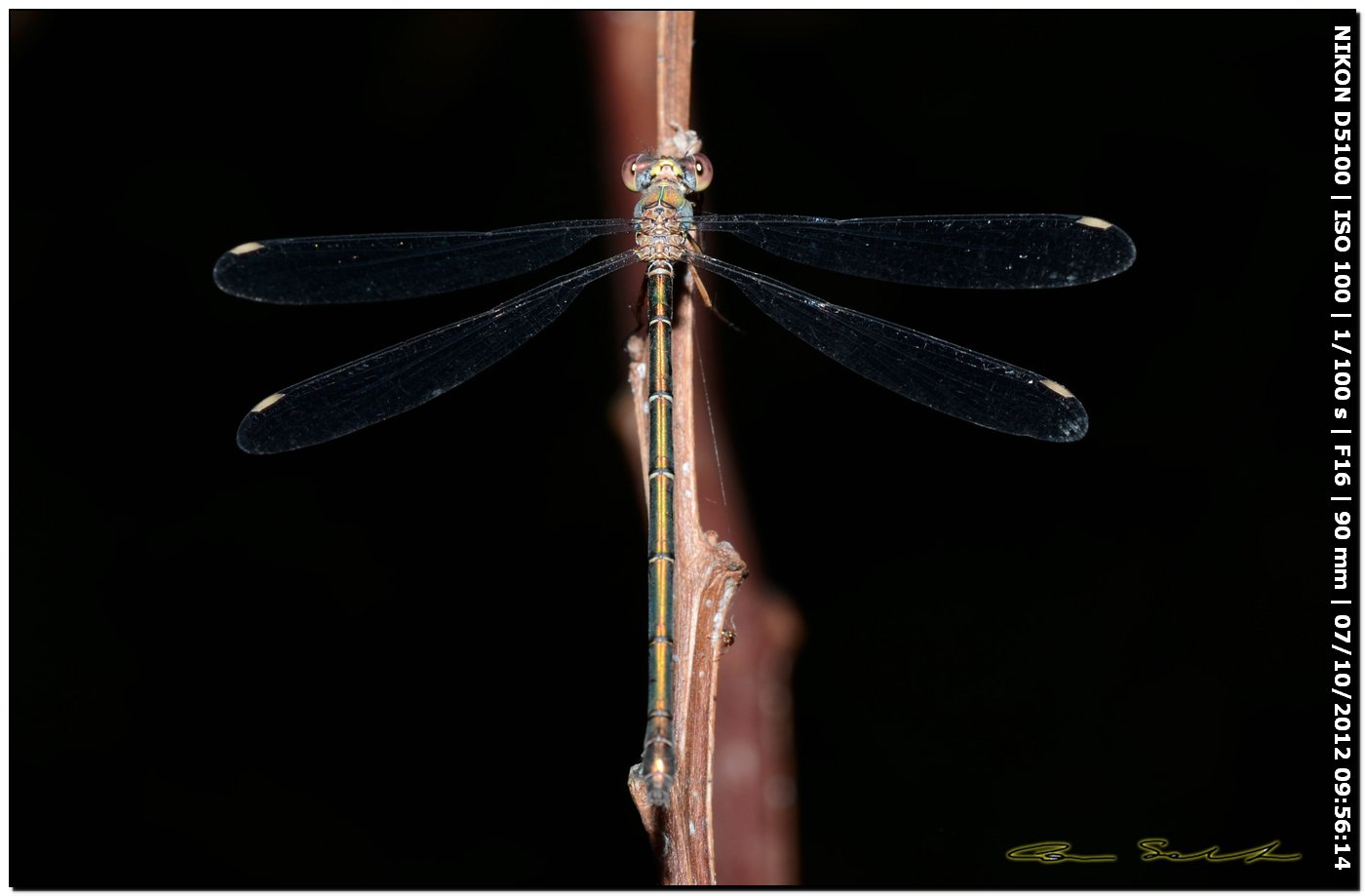 Lestes viridis ♀