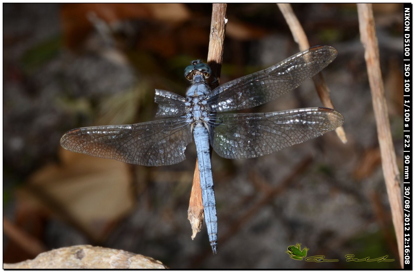 Orthetrum coerulescens anceps