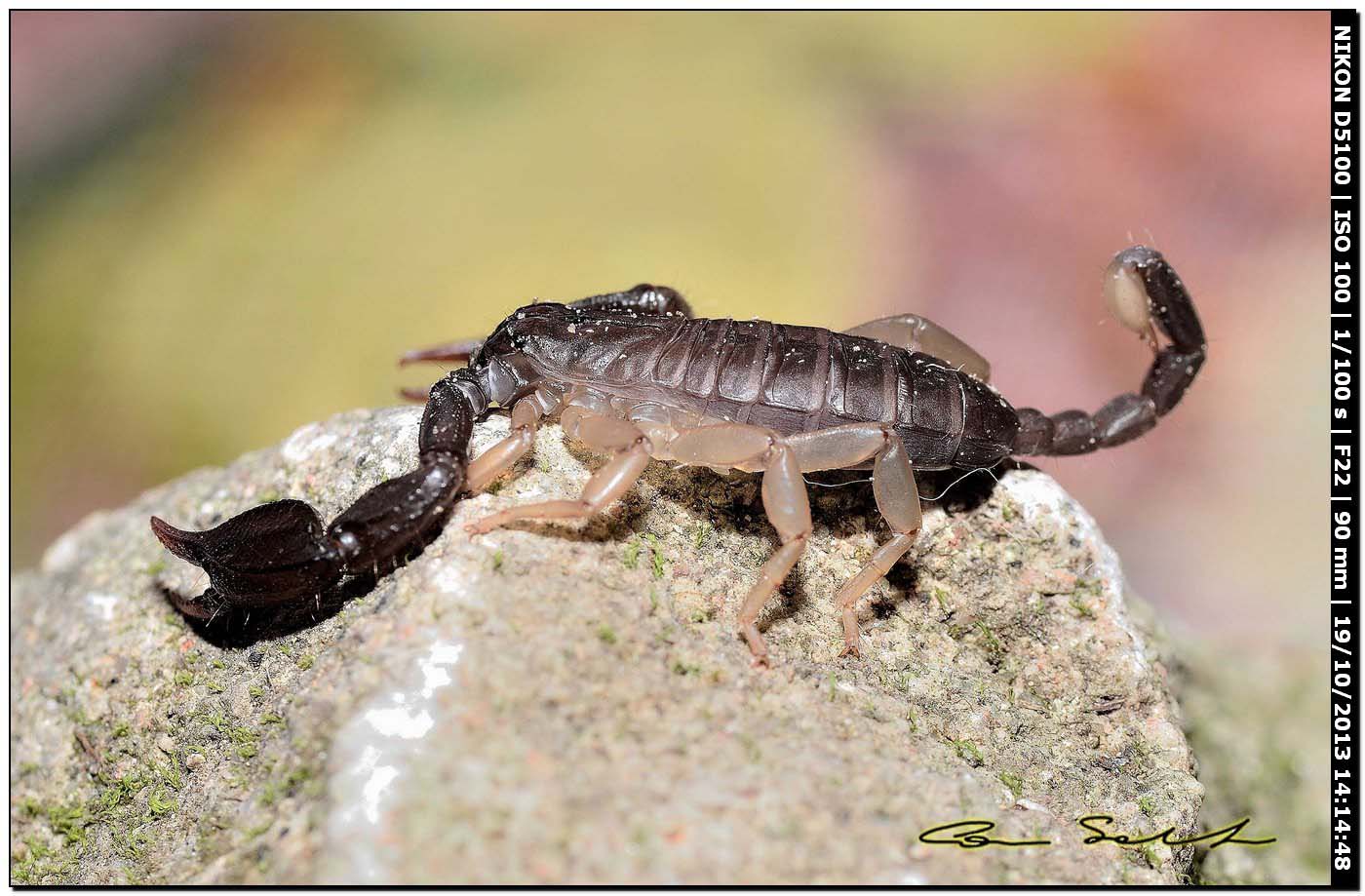 Euscorpius flavicaudis