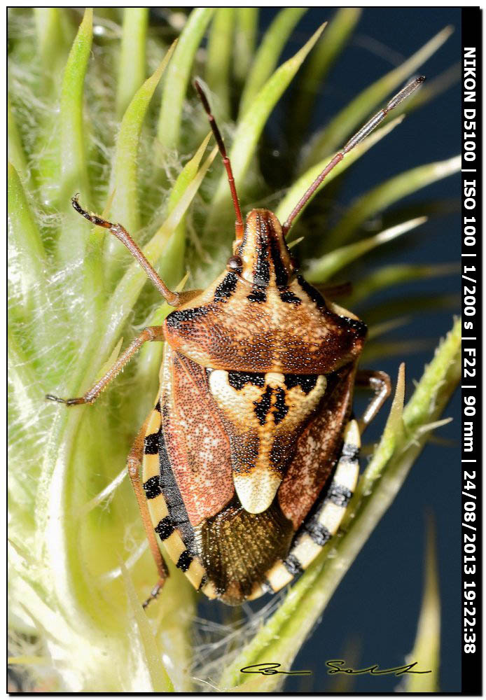 Codophila varia, single e accoppiamento