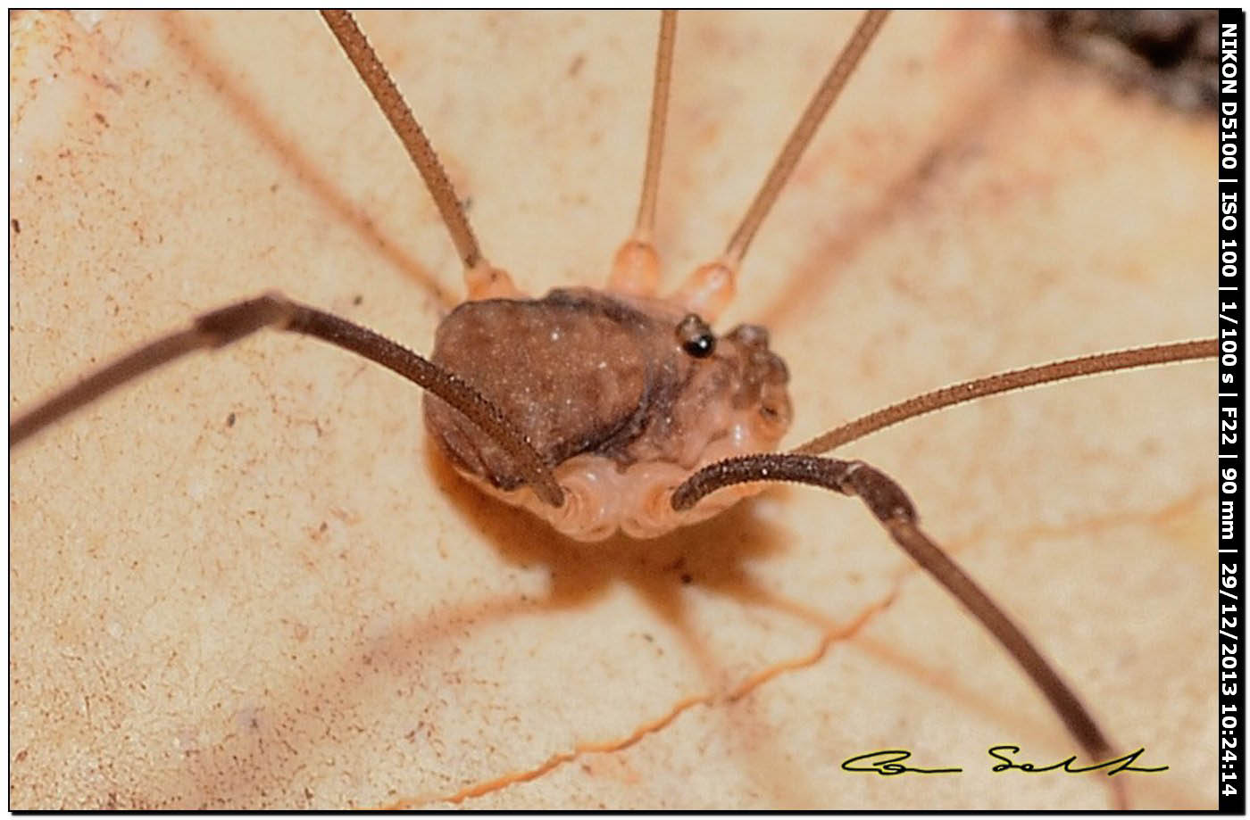 Nelima doriae ♂