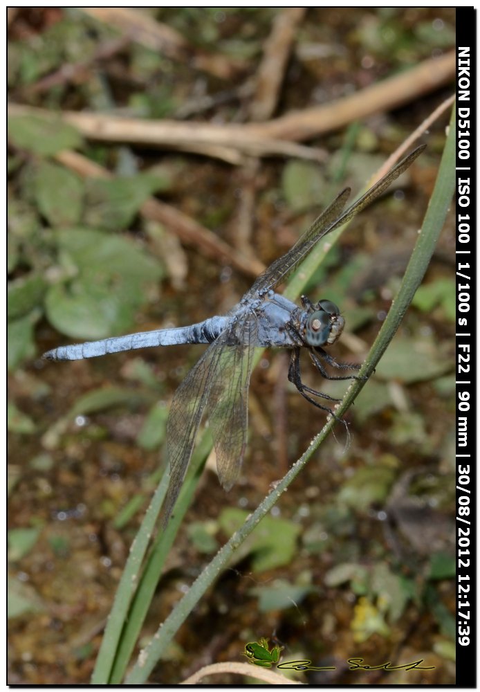 Orthetrum coerulescens anceps