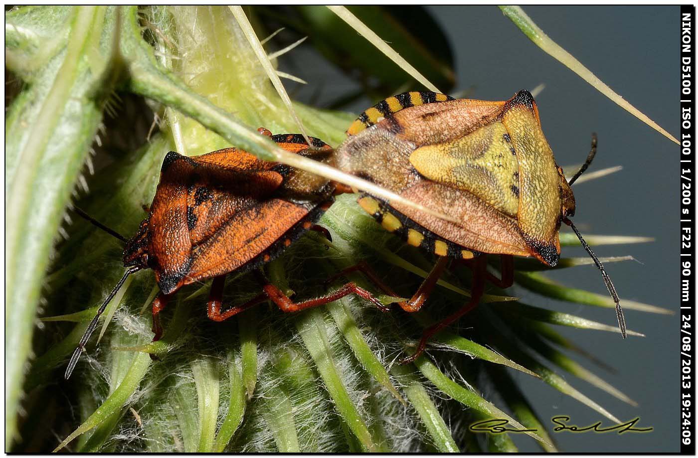 Codophila varia, single e accoppiamento