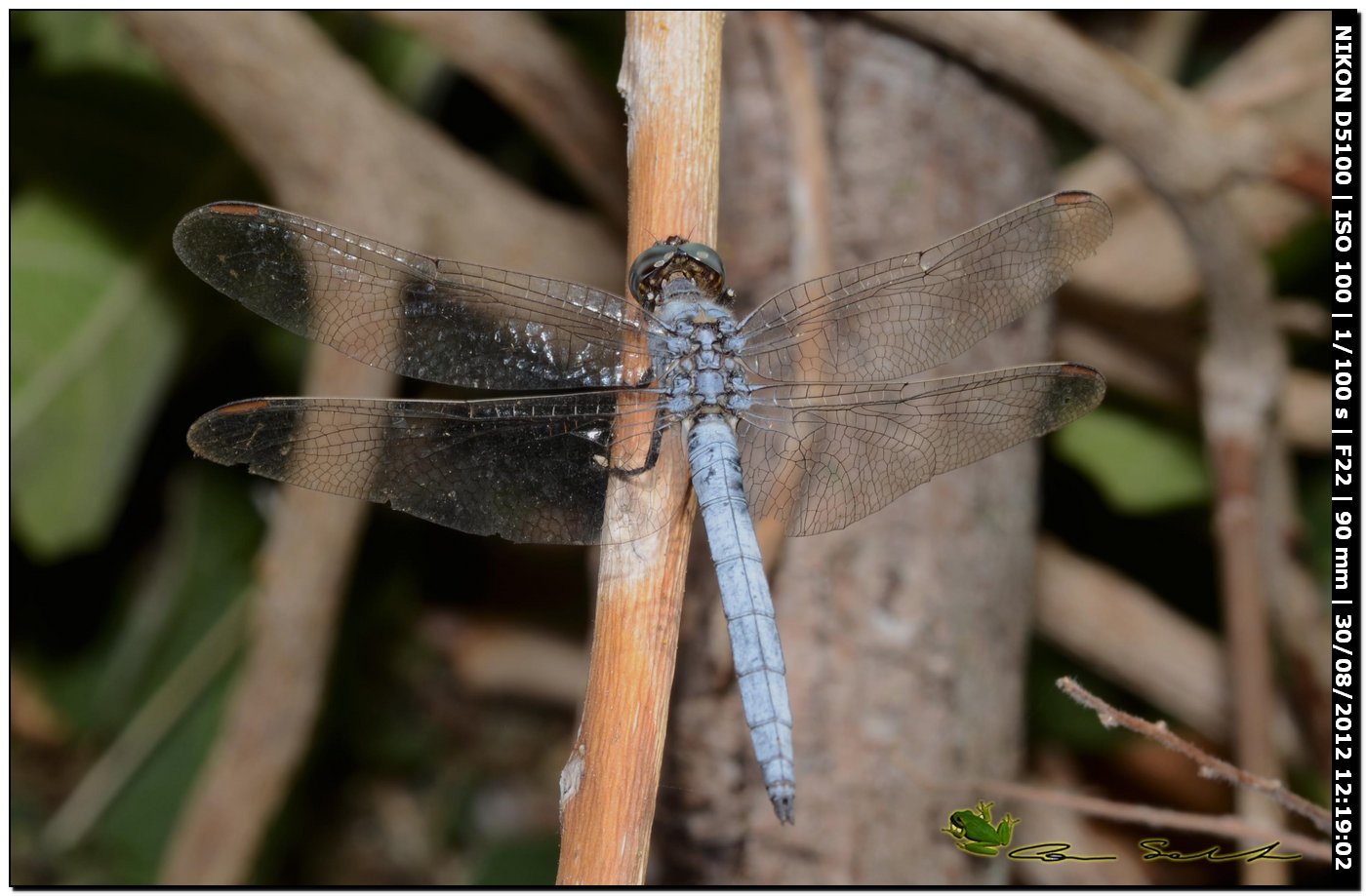 Orthetrum coerulescens anceps