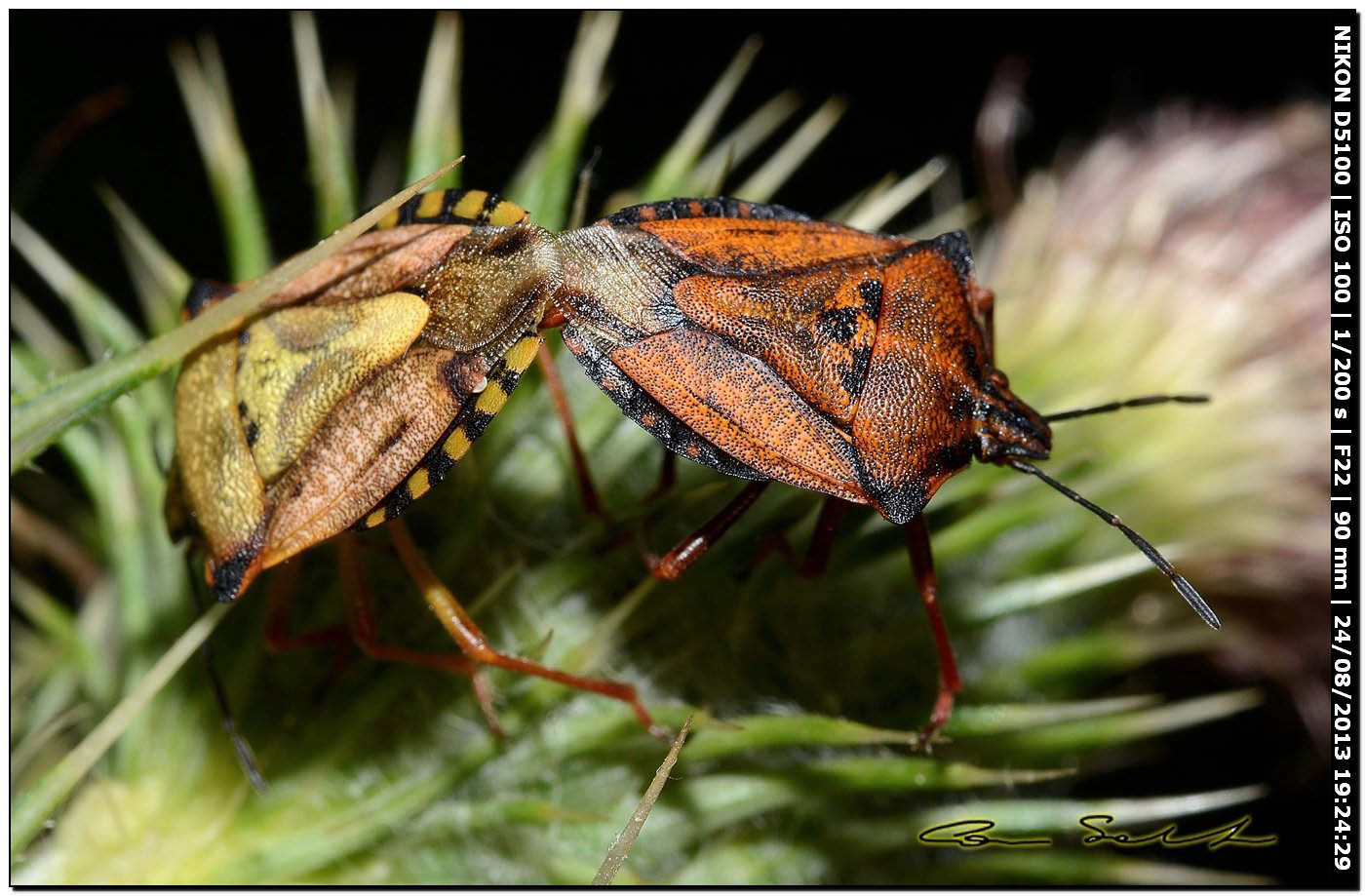 Codophila varia, single e accoppiamento