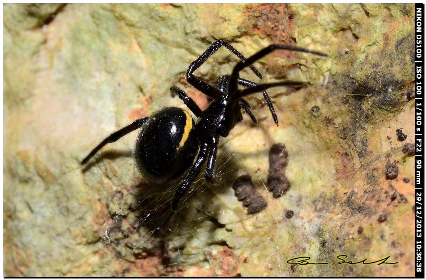 Steatoda paykulliana - Alghero (SS)