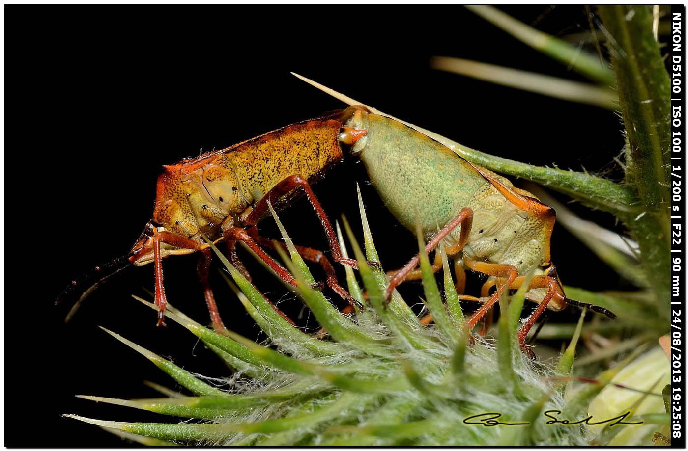 Codophila varia, single e accoppiamento