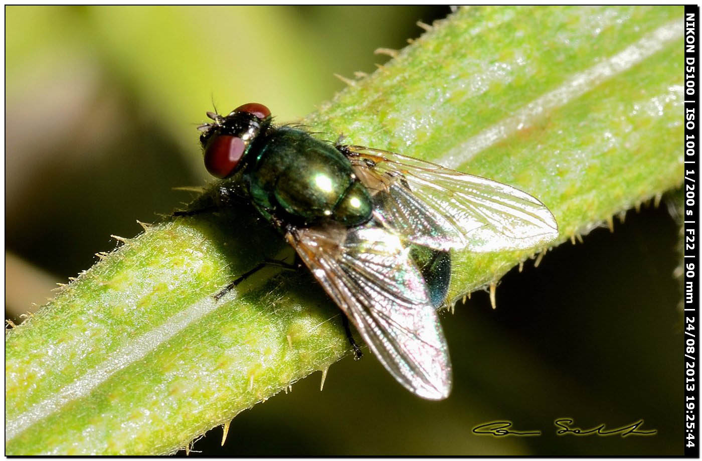 Calliphoridae?