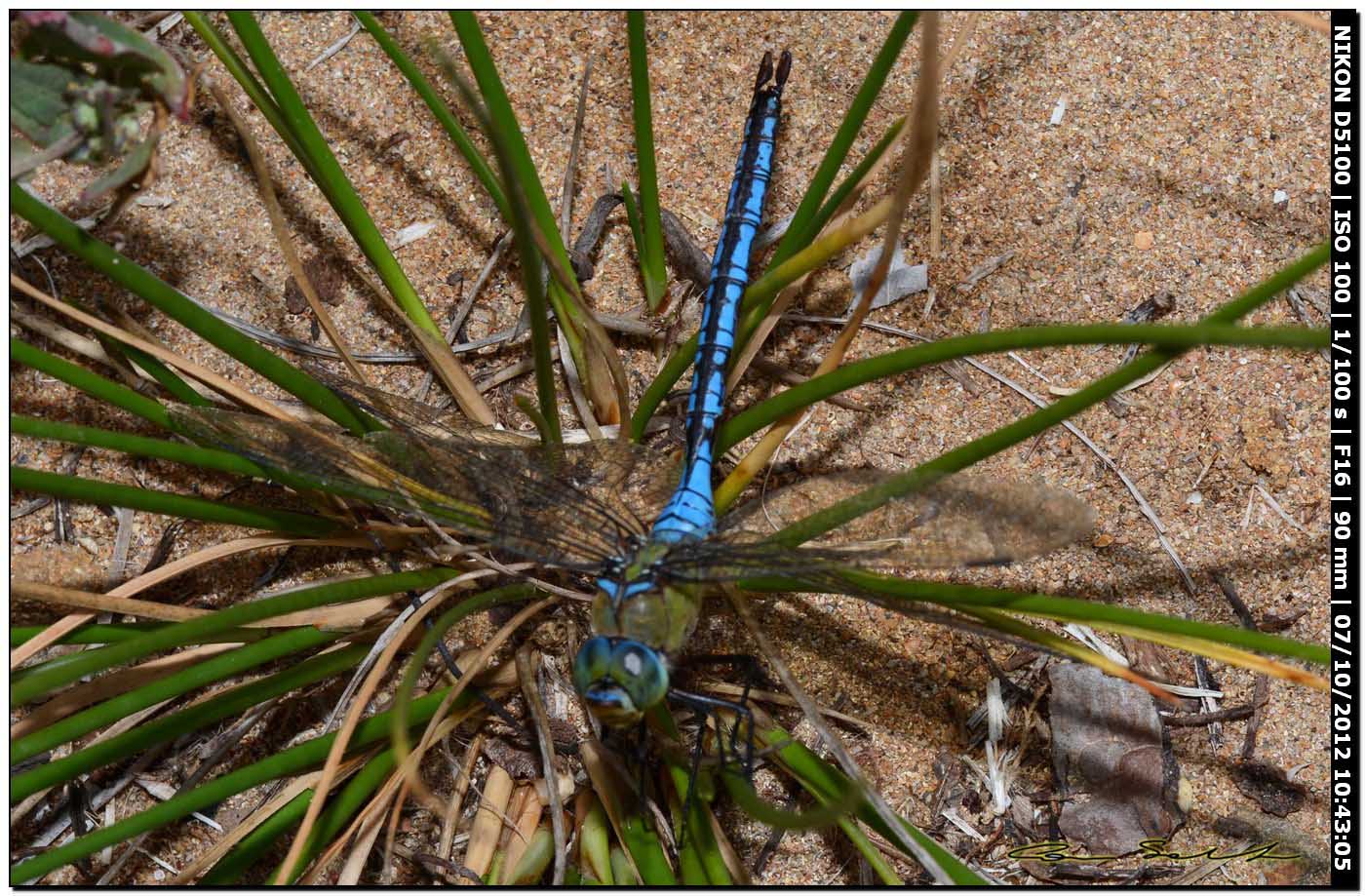 Anax imperator in ... difficolt