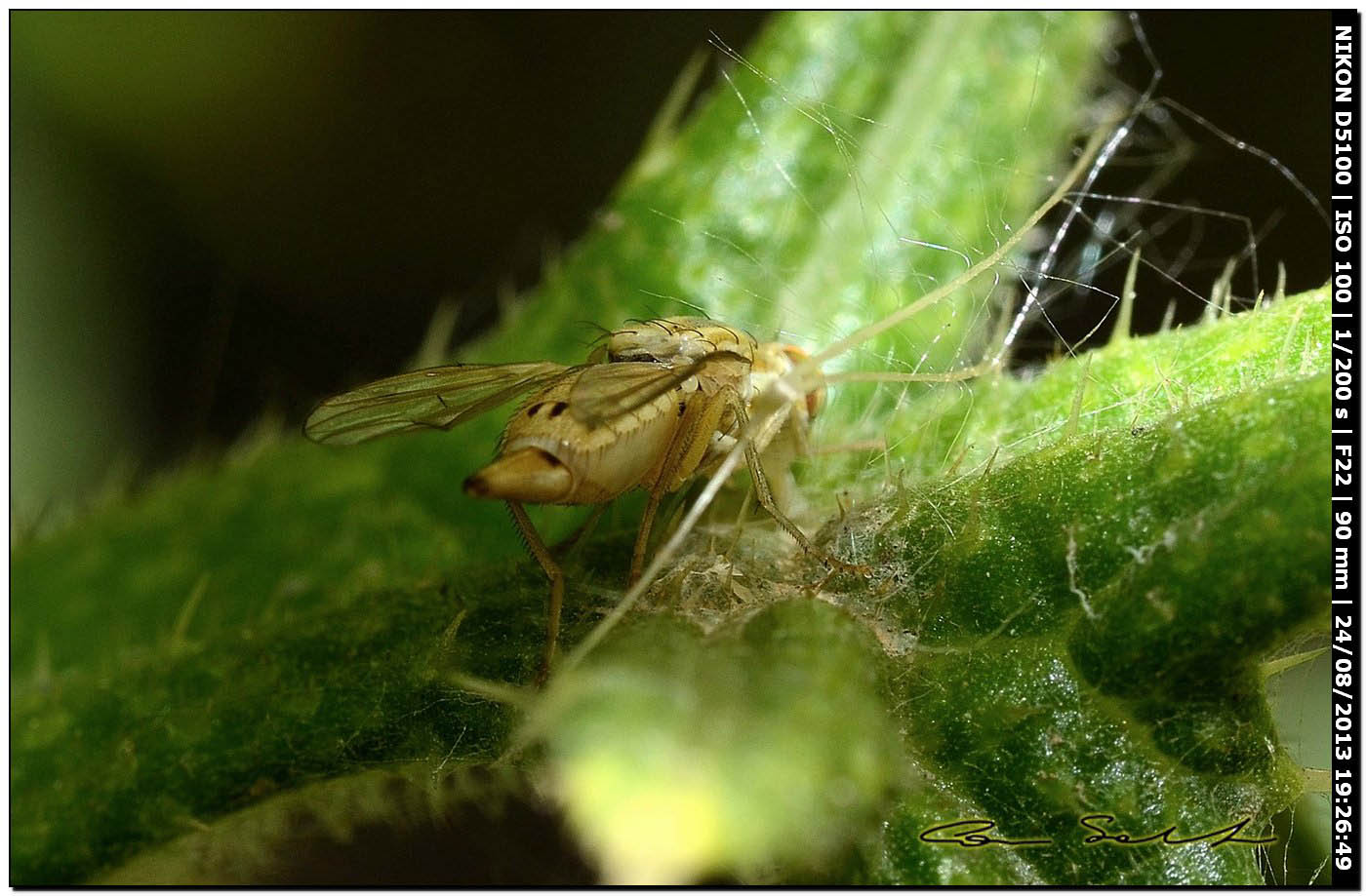 Tephritidae, Terellia fuscicornis