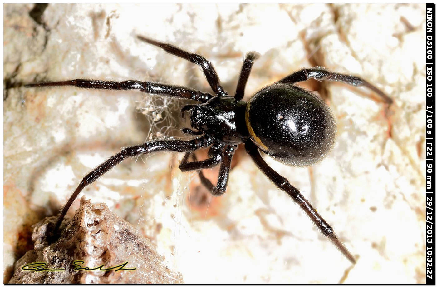 Steatoda paykulliana - Alghero (SS)