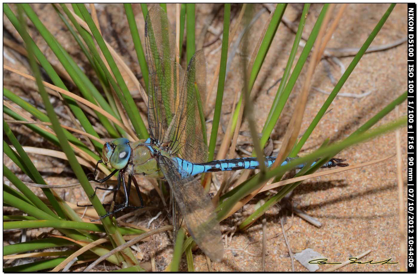 Anax imperator in ... difficolt