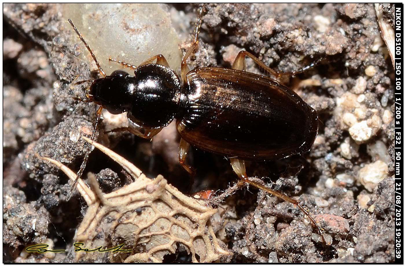 Agonum sordidum? no, Olisthopus elongatus - Carabidae