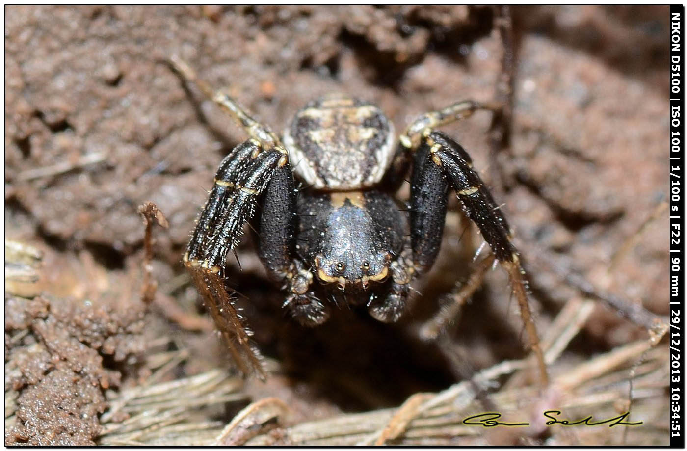 Maschio di Xysticus sp. - Alghero (SS)