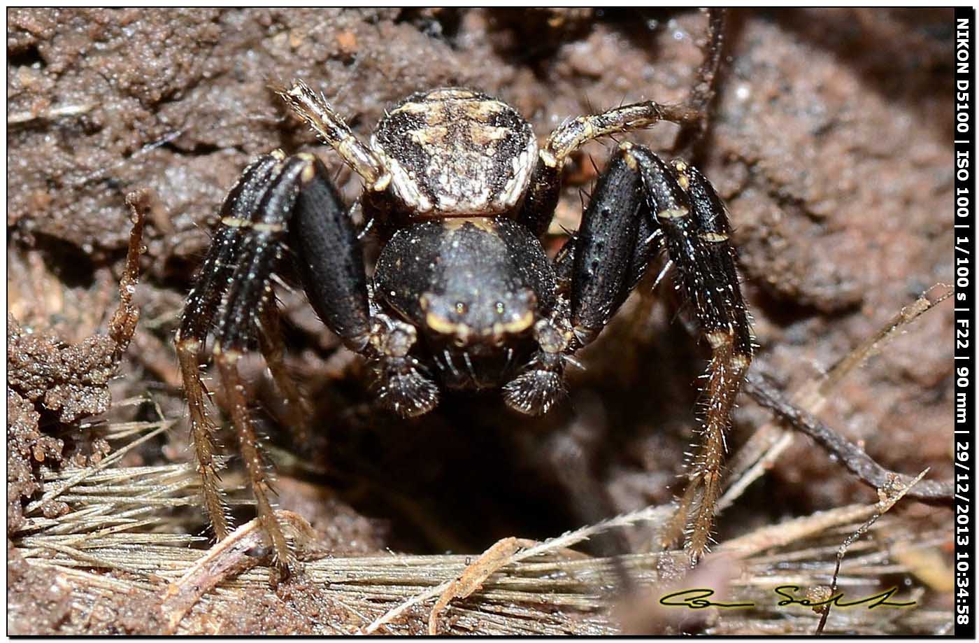 Maschio di Xysticus sp. - Alghero (SS)