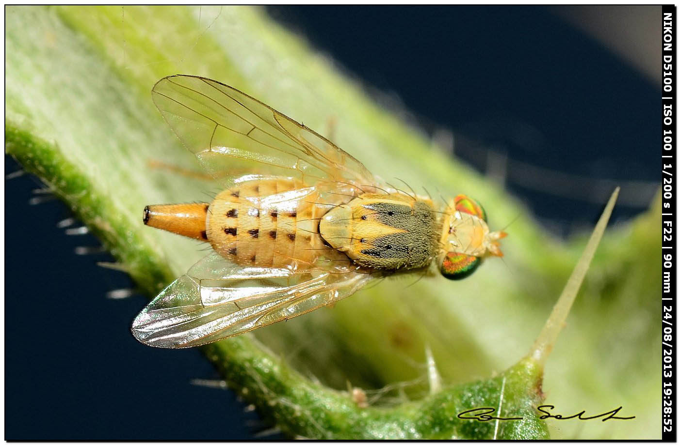 Tephritidae, Terellia fuscicornis