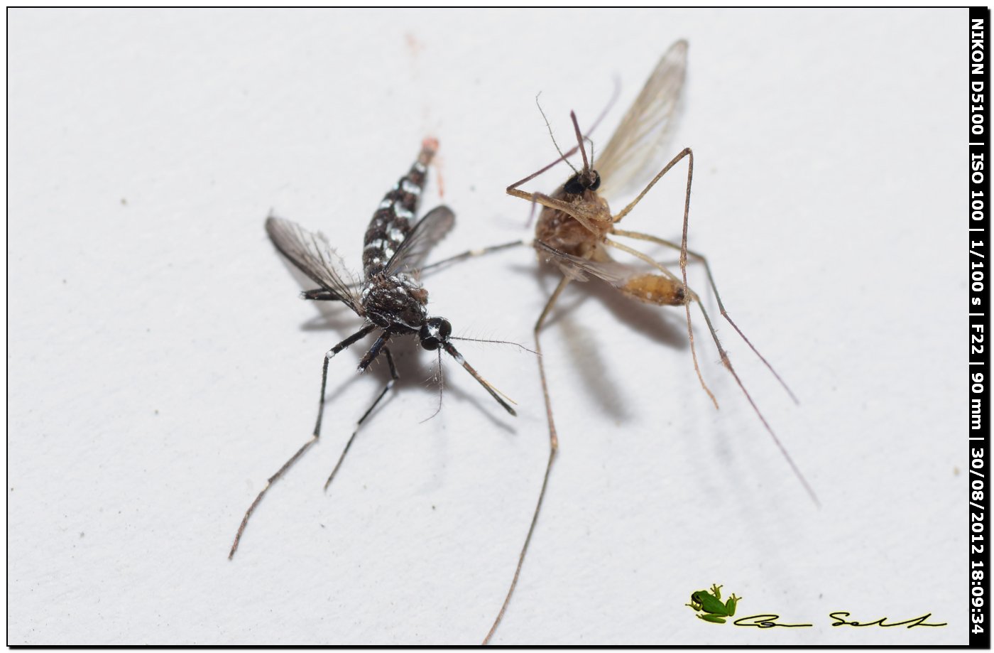 Aedes albopictus (morta)