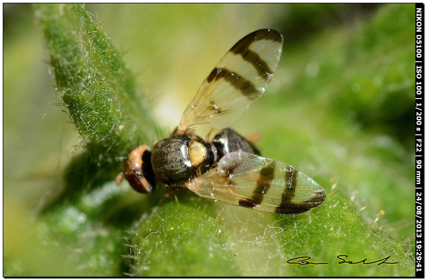 Tephritidae, Urophora sp.?