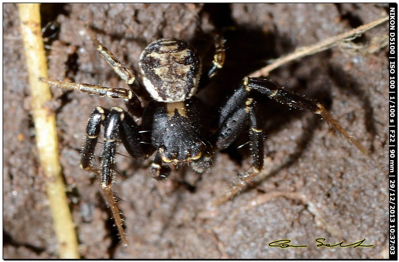 Maschio di Xysticus sp. - Alghero (SS)