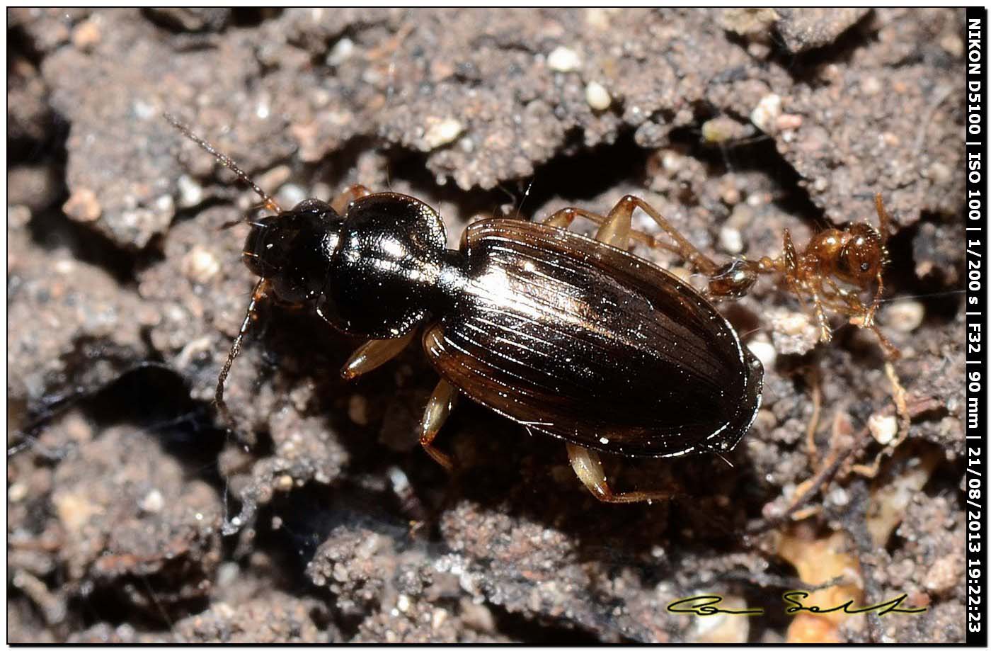 Agonum sordidum? no, Olisthopus elongatus - Carabidae