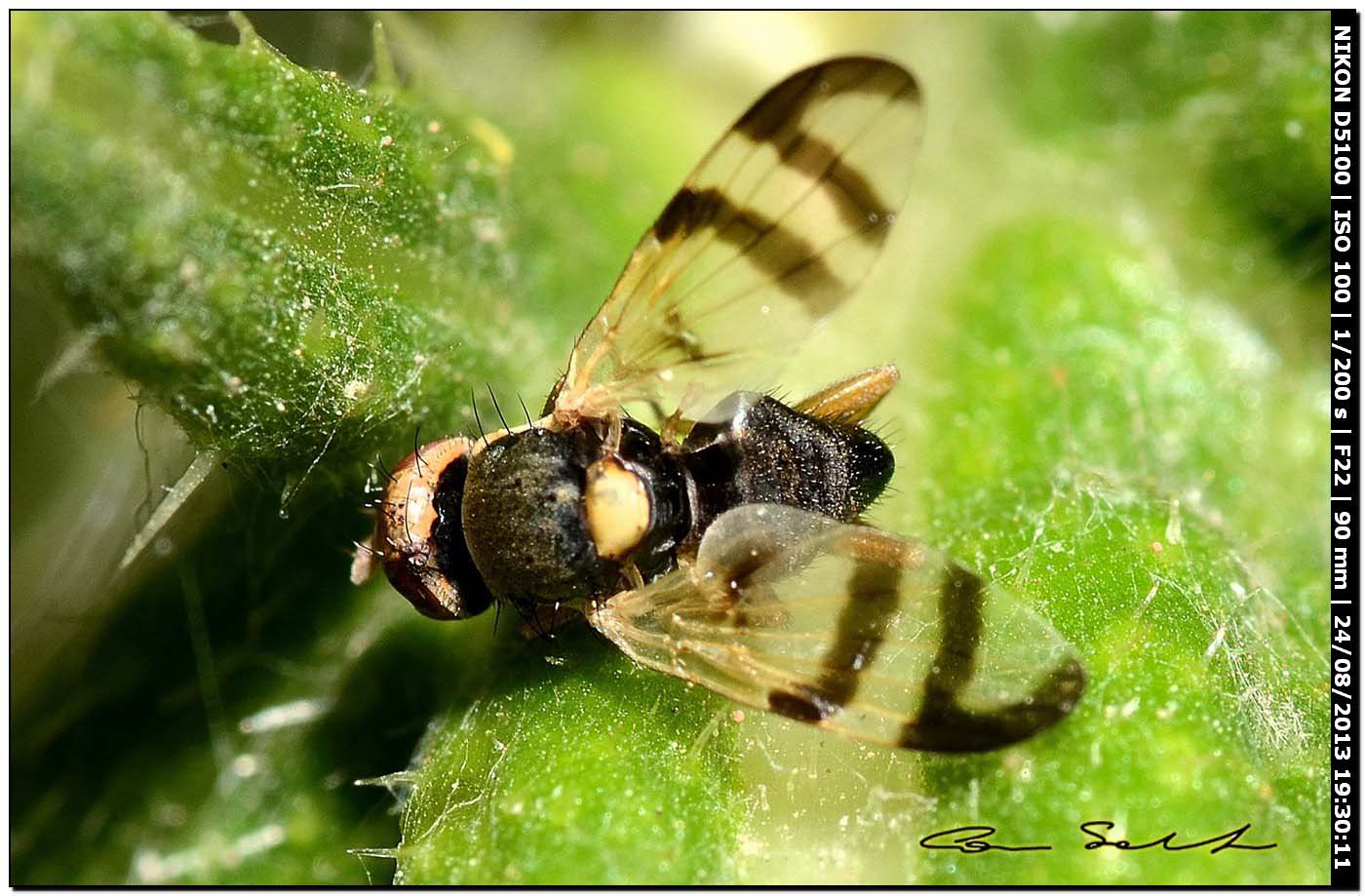 Tephritidae, Urophora sp.?