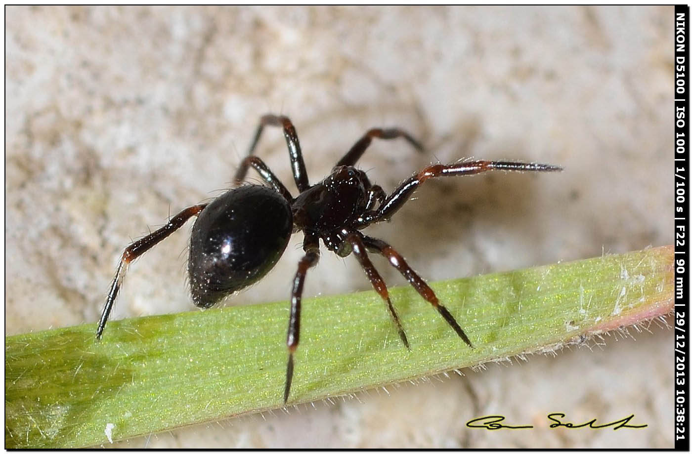 Euryopis episinoides - Alghero (SS)