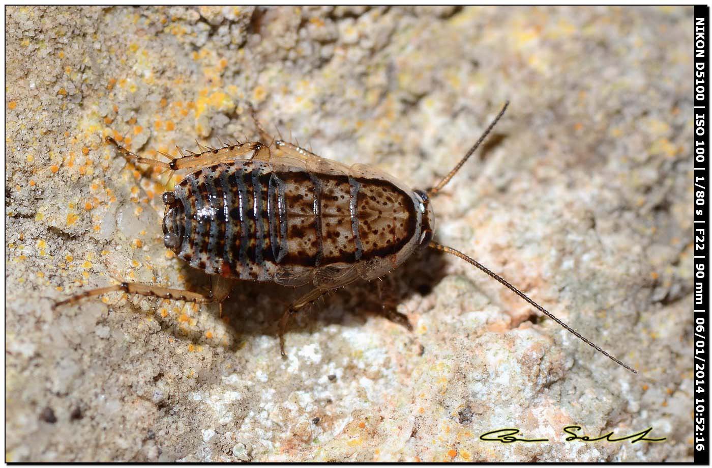 Probabile Phyllodromica nuragica