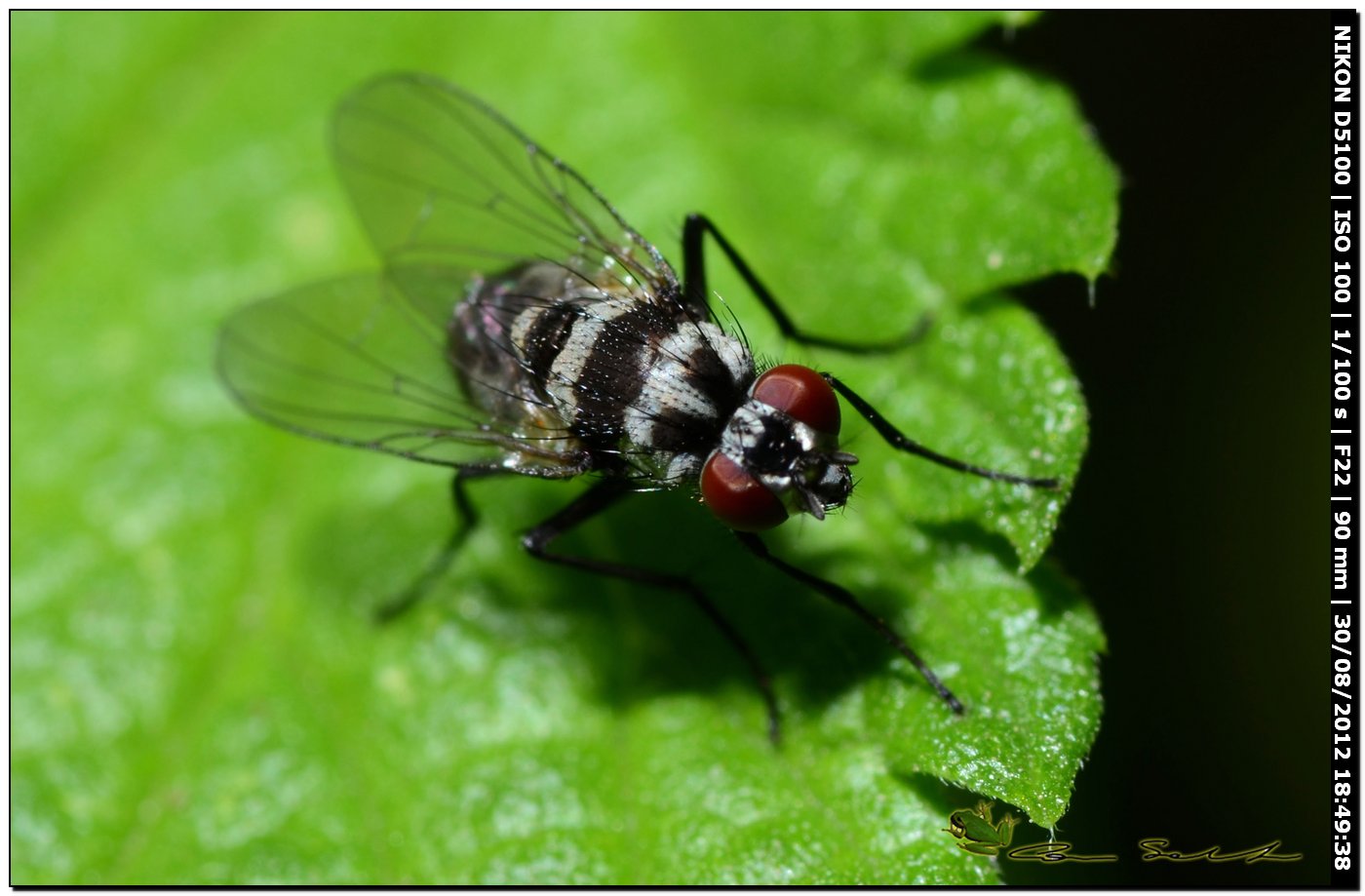 Limnophora obsignata