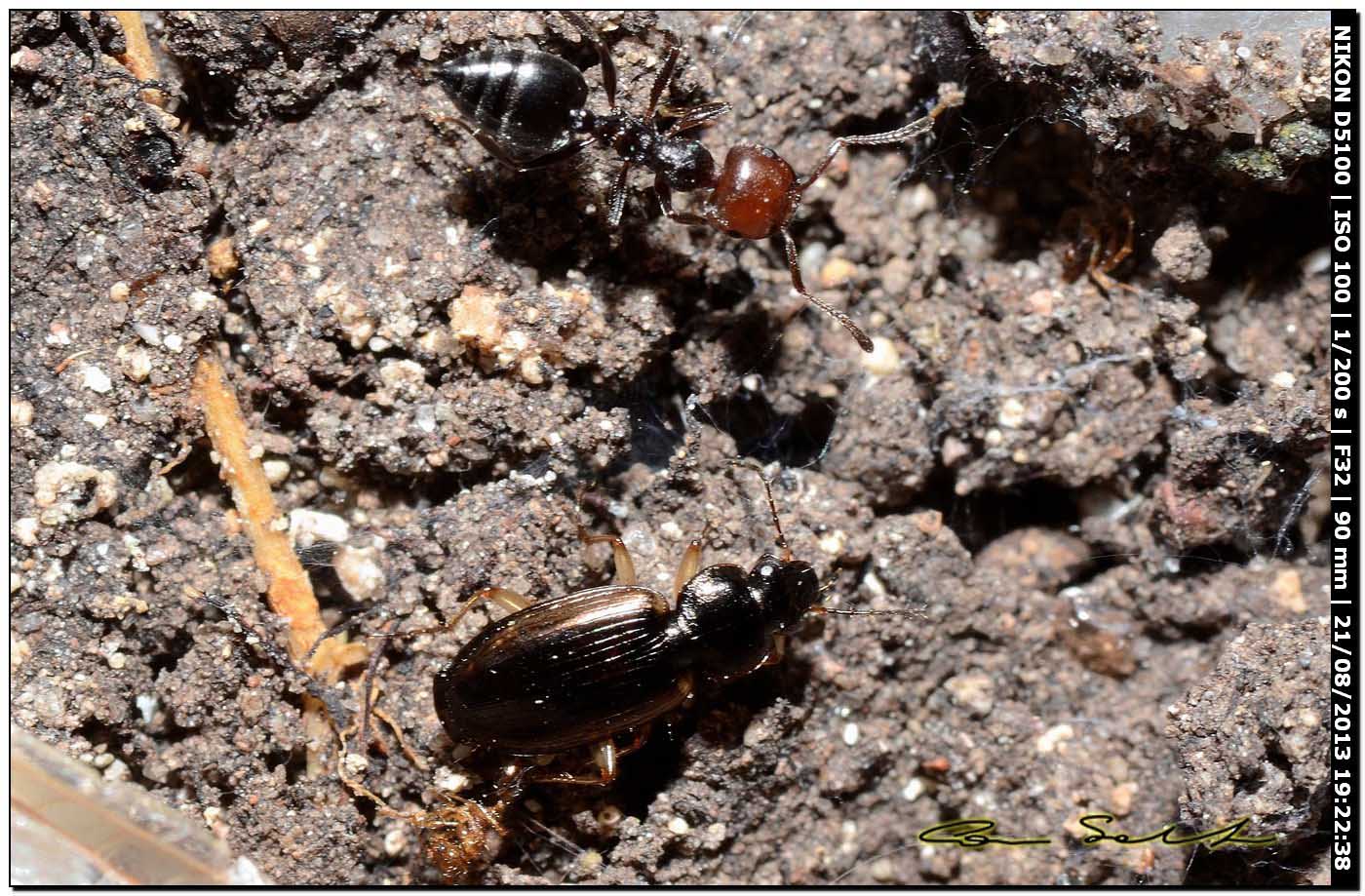 Agonum sordidum? no, Olisthopus elongatus - Carabidae