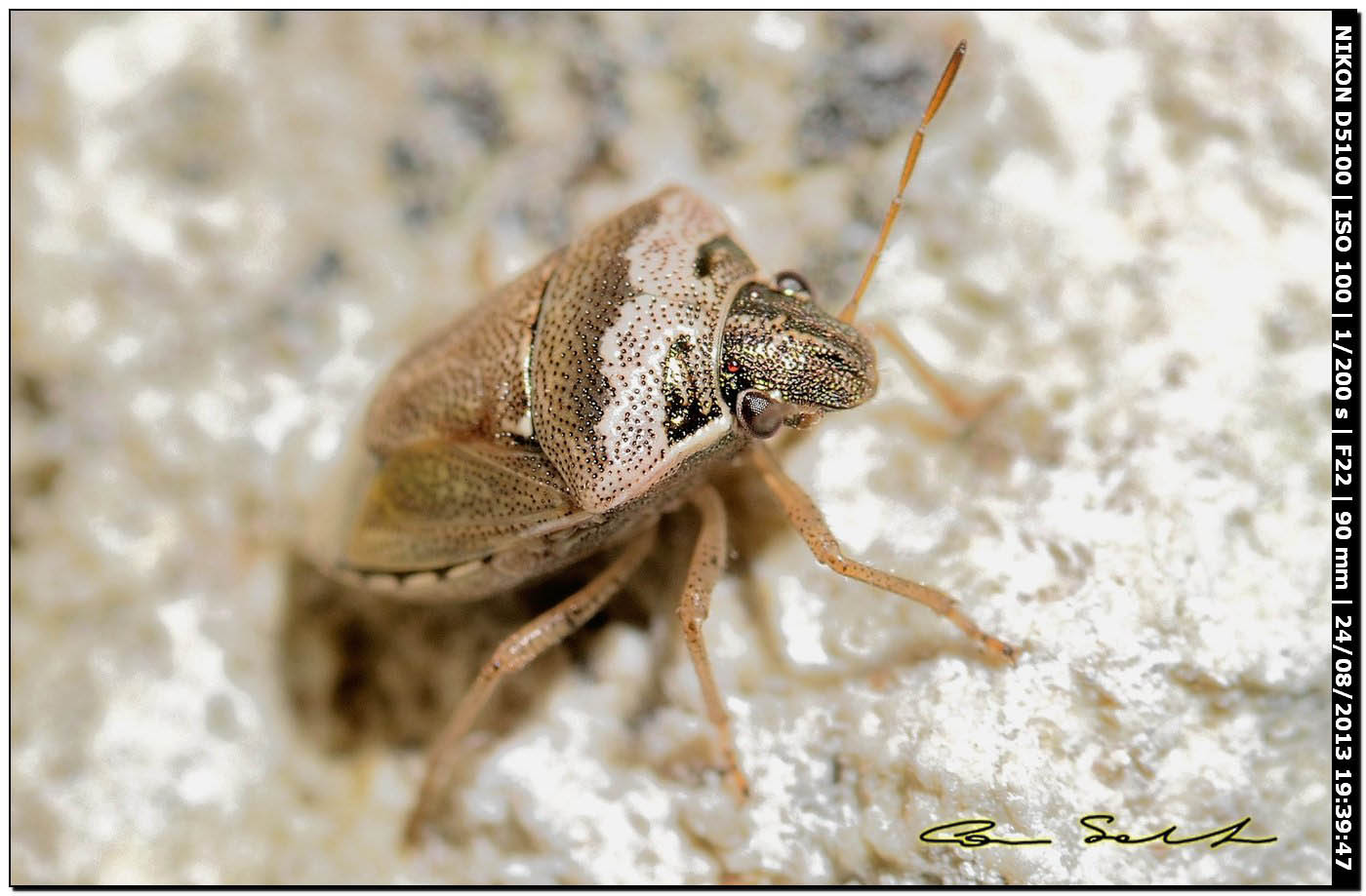 Eysarcoris sp.? S, Eysarcoris ventralis