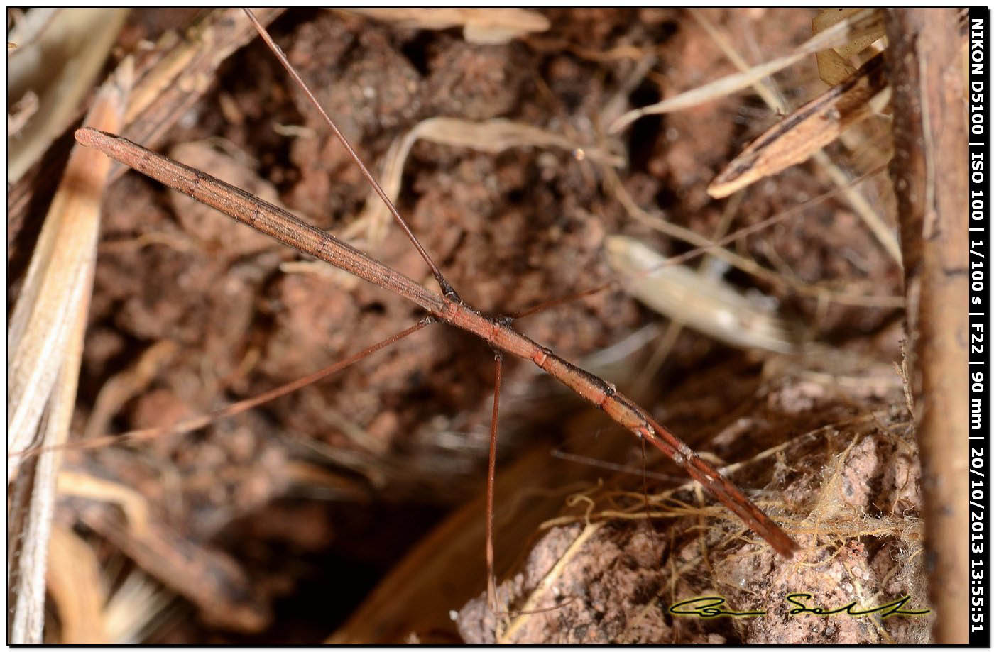 Reduviidae: Ischnonyctes barbarus di Sardegna (OR)