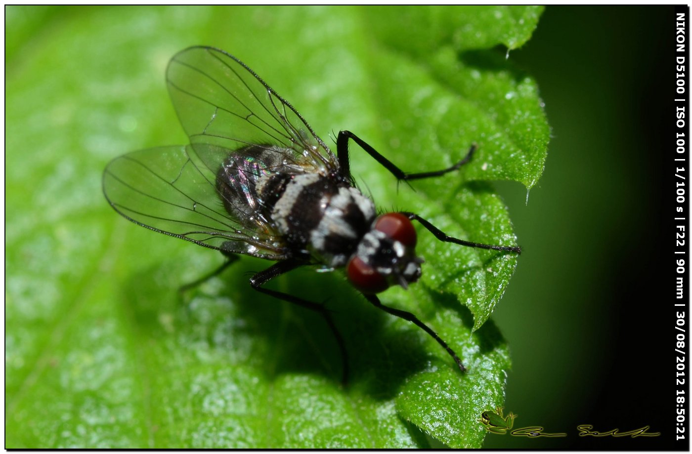 Limnophora obsignata