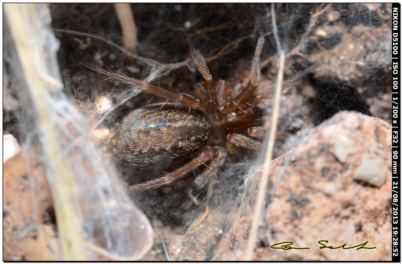 Lycosoides coarctata - Alghero (SS)