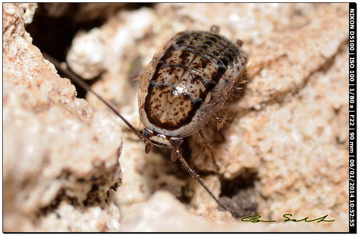 Probabile Phyllodromica nuragica