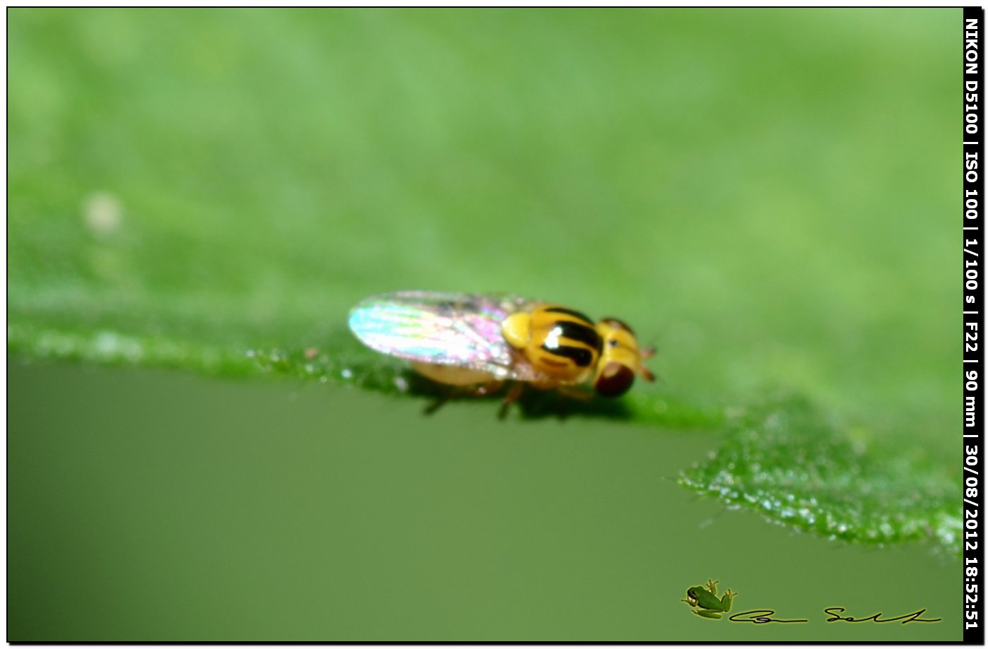 Thaumatomyia sp.