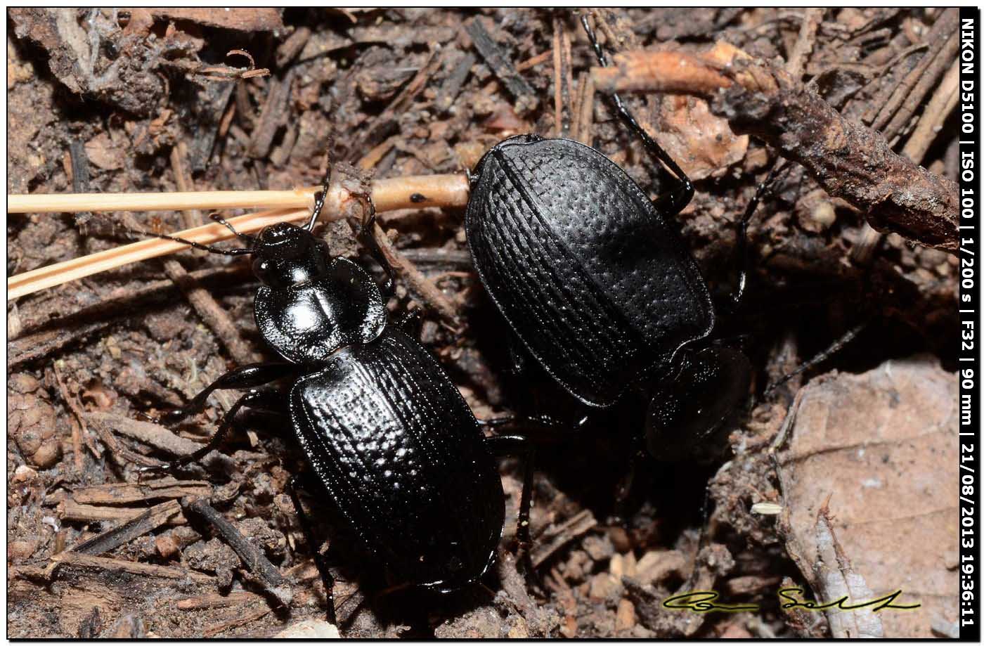 Licinus punctatulus, Carabidae