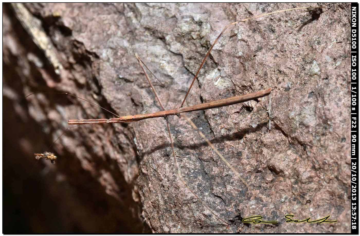 Reduviidae: Ischnonyctes barbarus di Sardegna (OR)