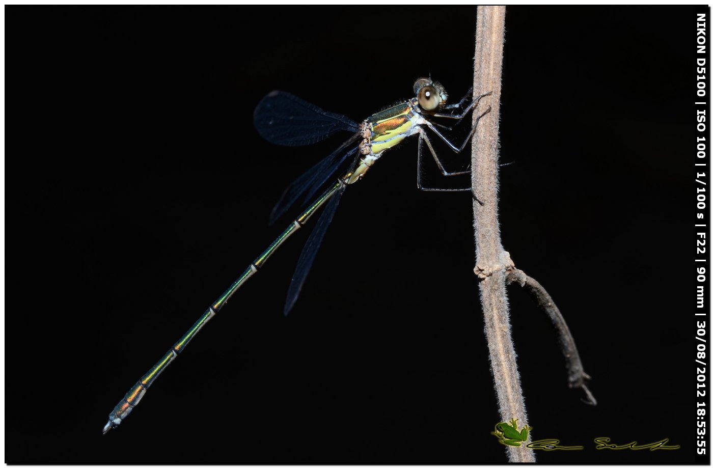 Lestes viridis ♂